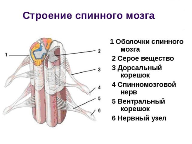 Строение спинного мозга